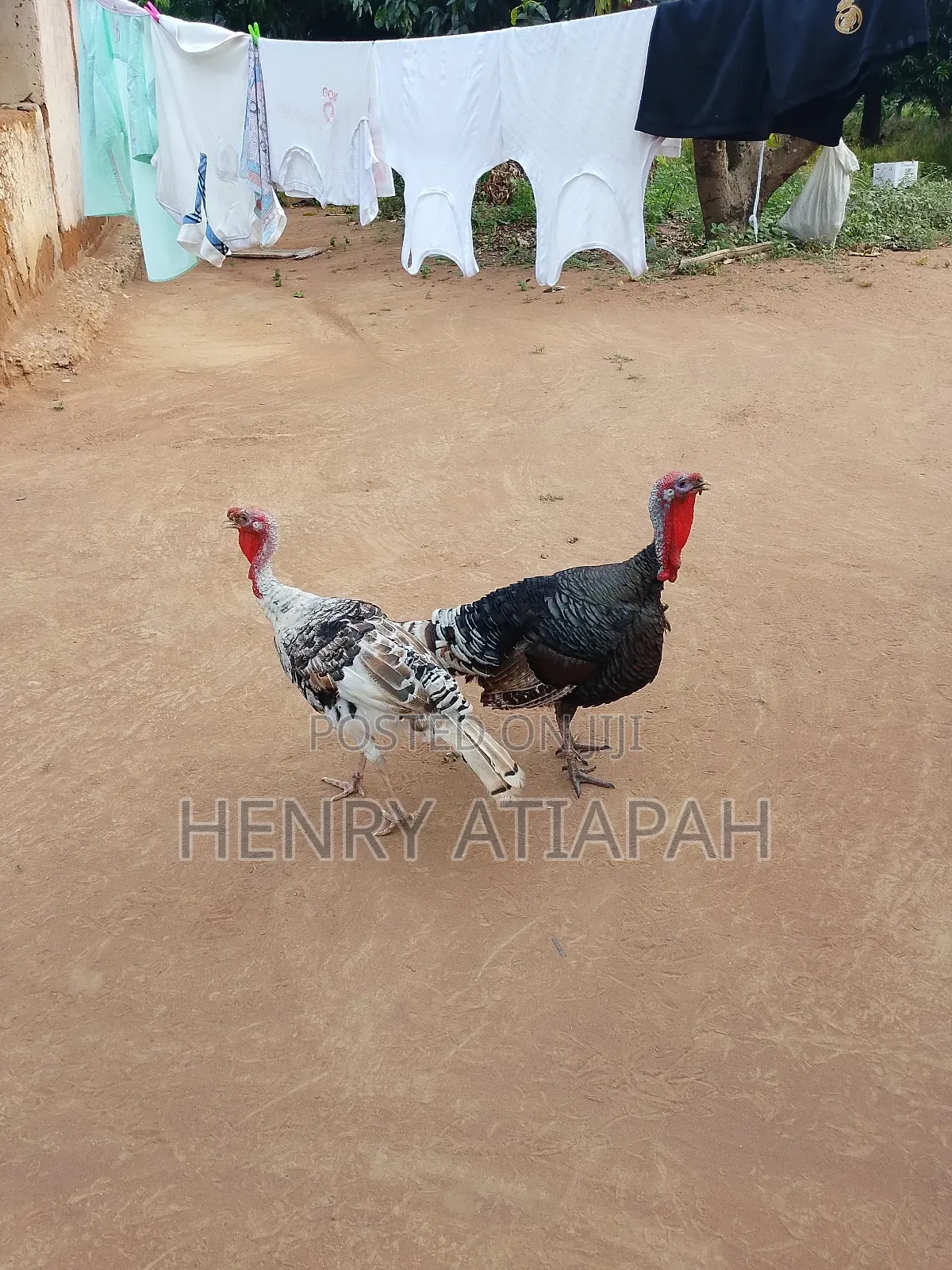 Atp Farms Limited