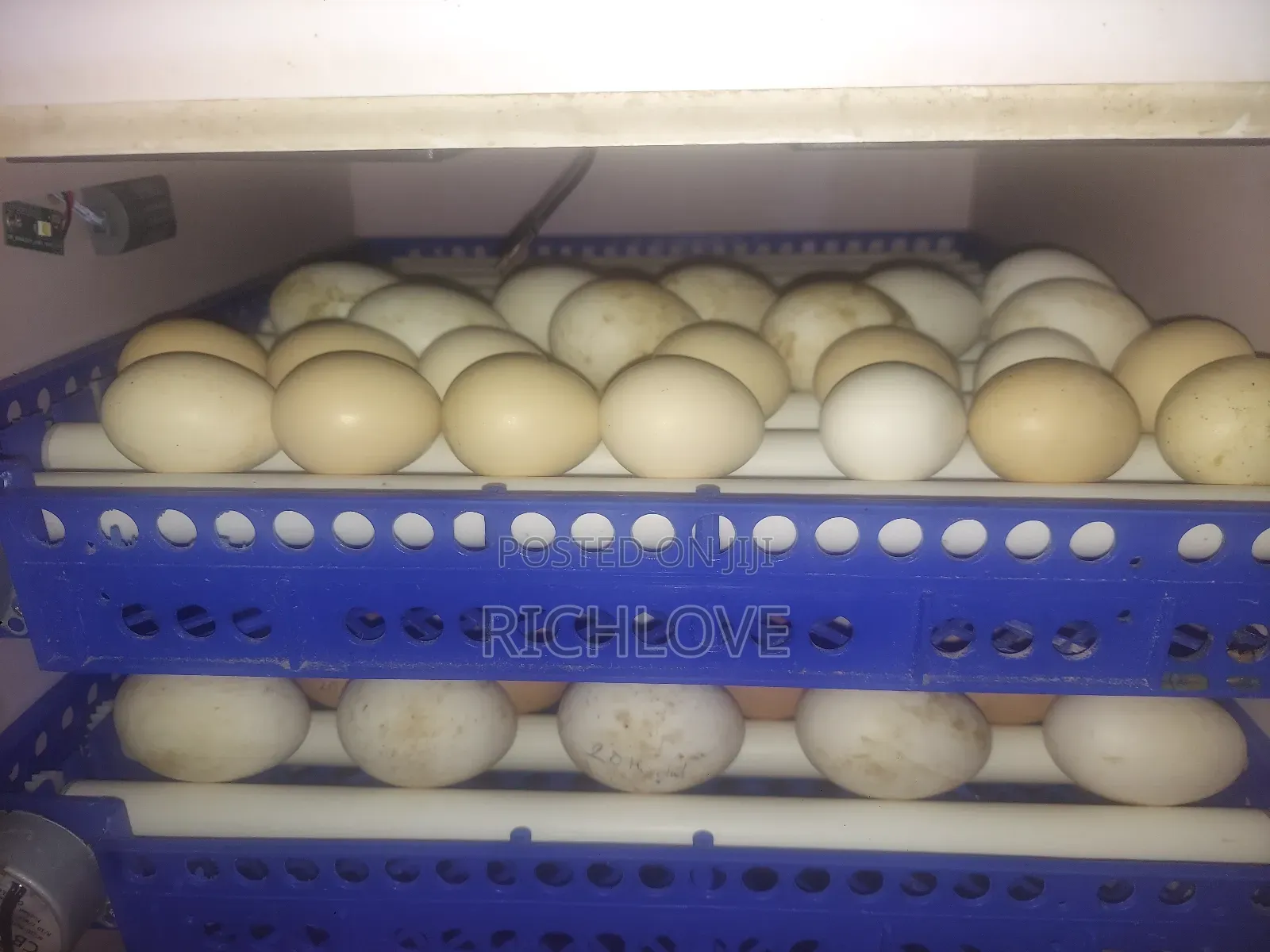 Fertile Pekin Duck Eggs