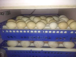 Fertile Pekin Duck Eggs