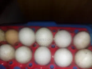 Fertile Pekin Duck Eggs