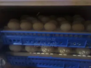Fertile Pekin Duck Eggs