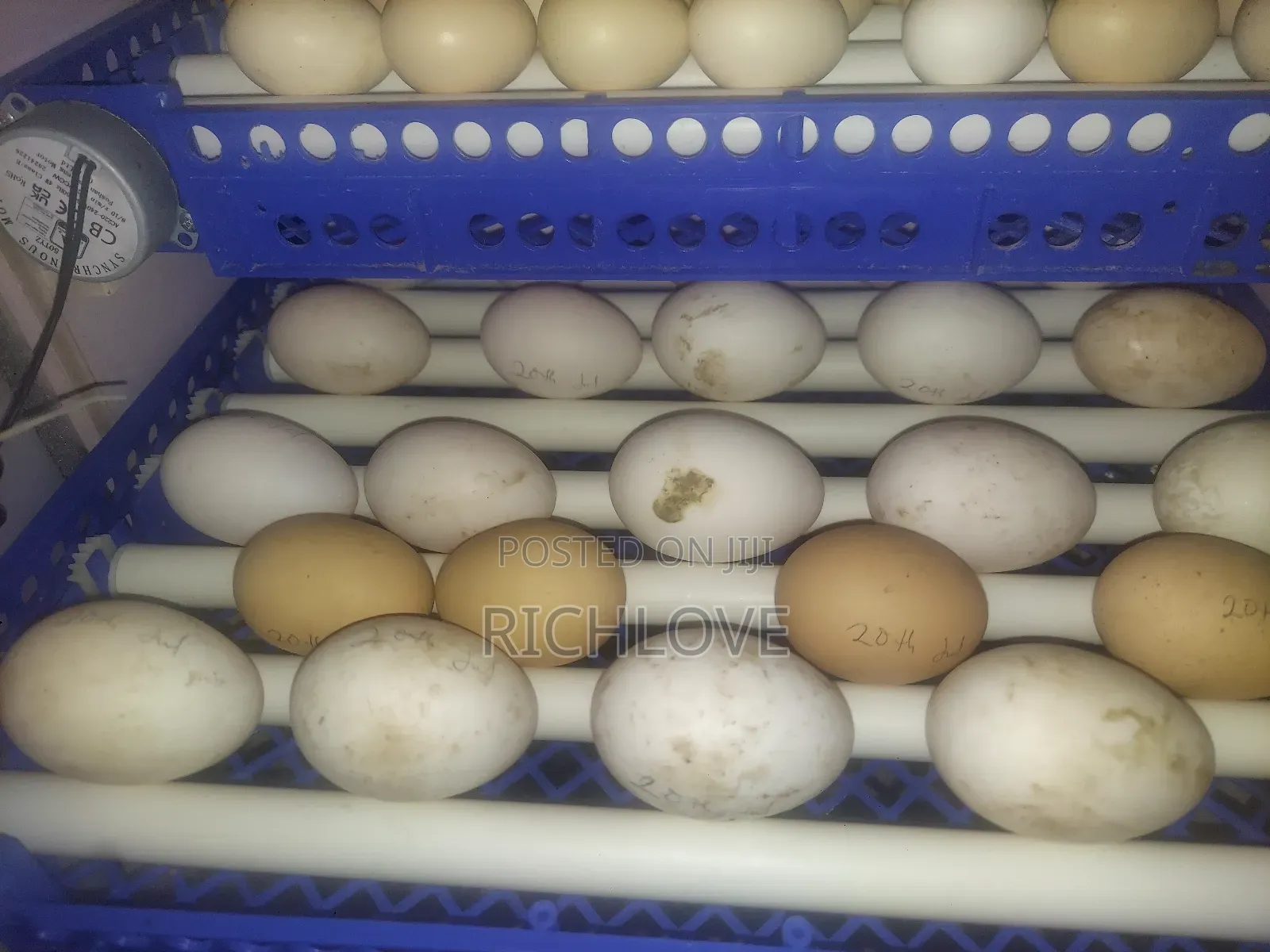 Fertile Pekin Duck Eggs