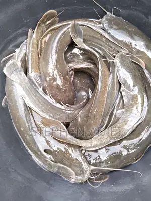Fast Growing Catfish:fingerlings, Juveniles, Jumbo 6-13cm