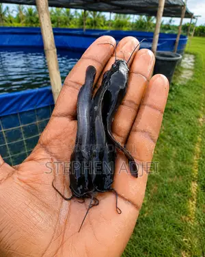 Fast Growing Catfish:fingerlings, Juveniles, Jumbo 6-13cm