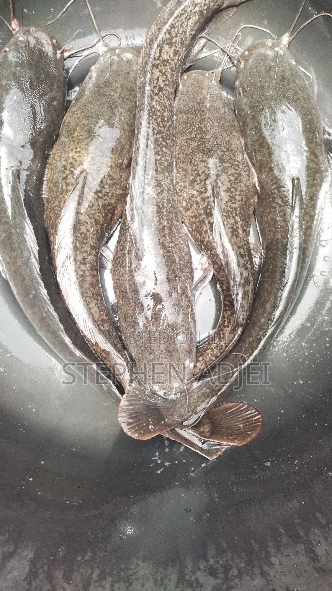 Fast Growing Catfish:fingerlings, Juveniles, Jumbo 6-13cm
