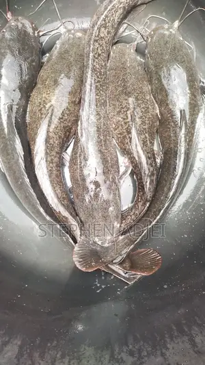 Fast Growing Catfish:fingerlings, Juveniles, Jumbo 6-13cm