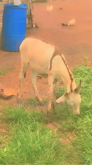 Donkey (Hores)