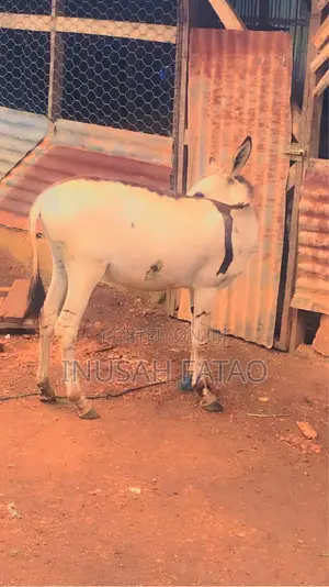 Donkey (Hores)