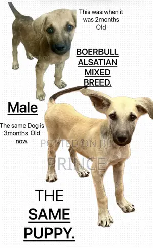 1-3 months Male Mixed Breed Boerboel