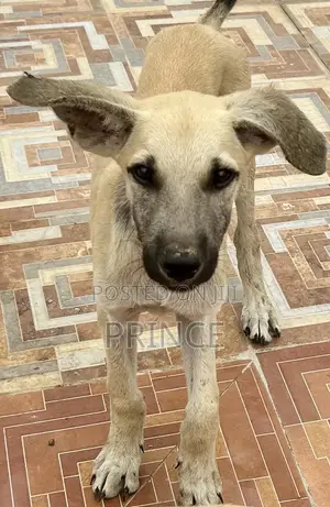 1-3 months Male Mixed Breed Boerboel