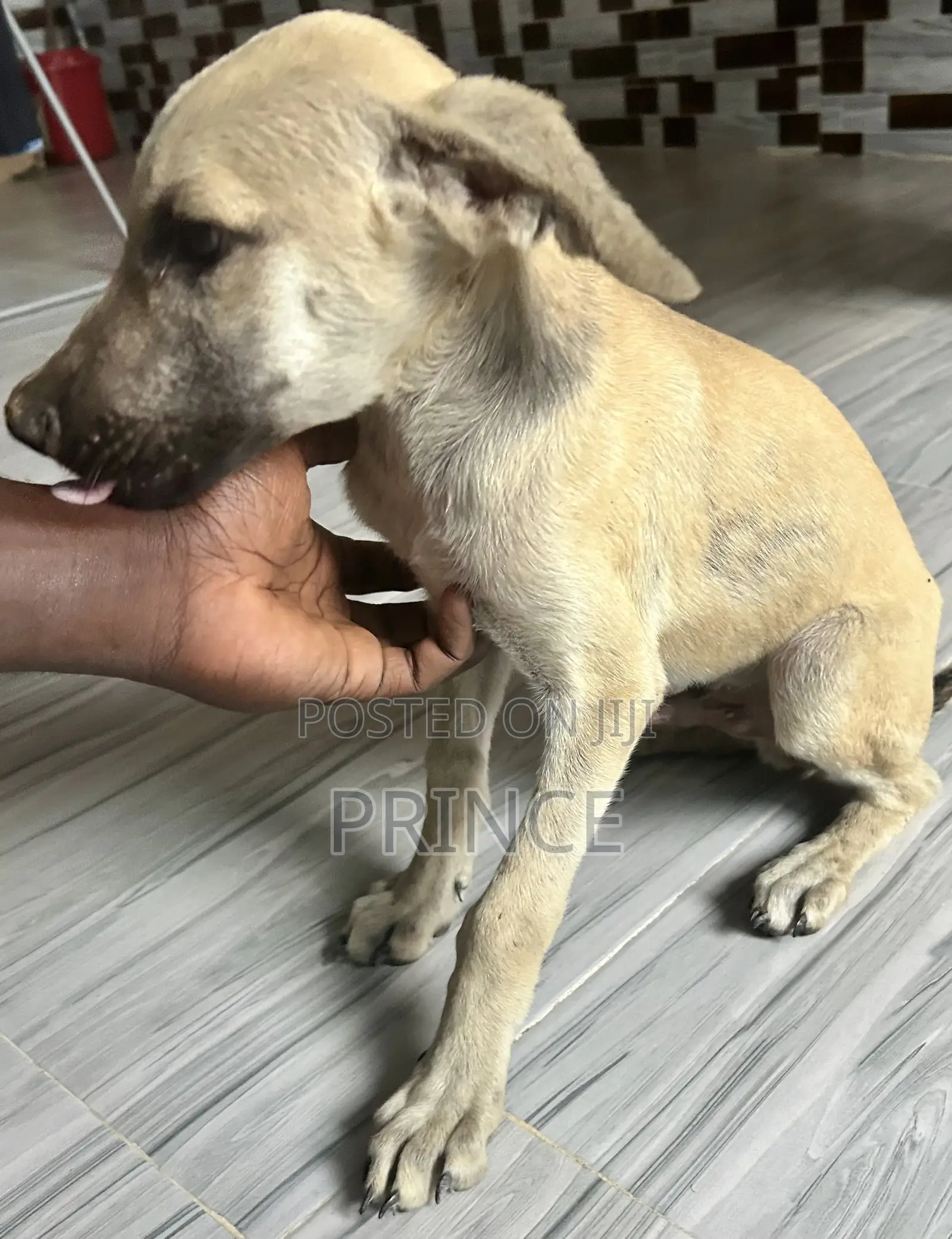 1-3 months Male Mixed Breed Boerboel