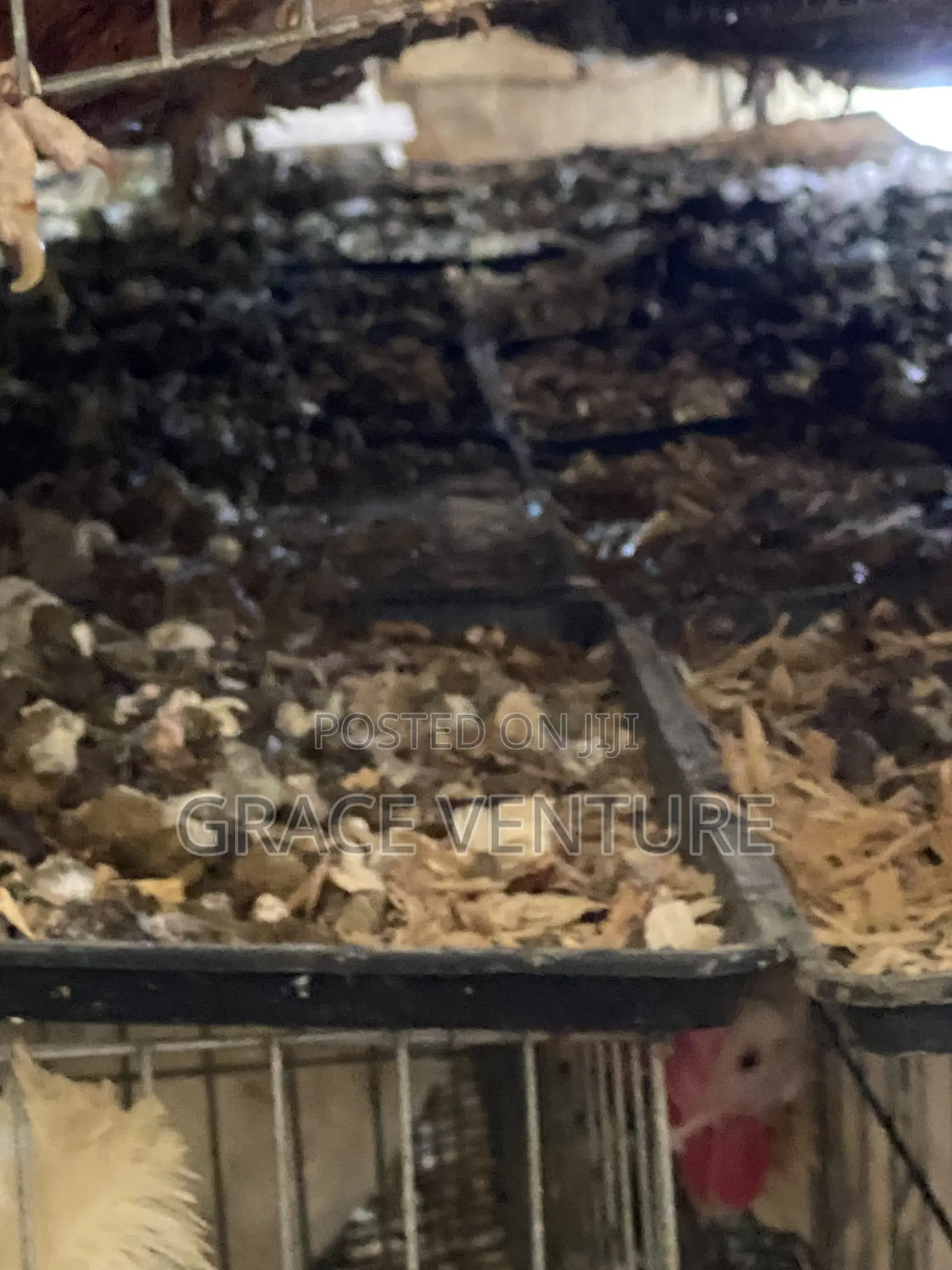 Poultry Manure