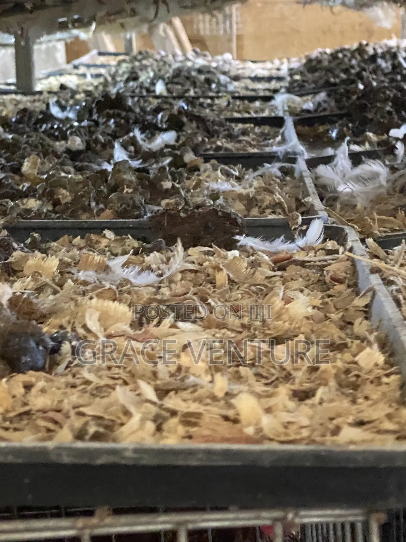 Poultry Manure