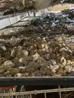 Poultry Manure