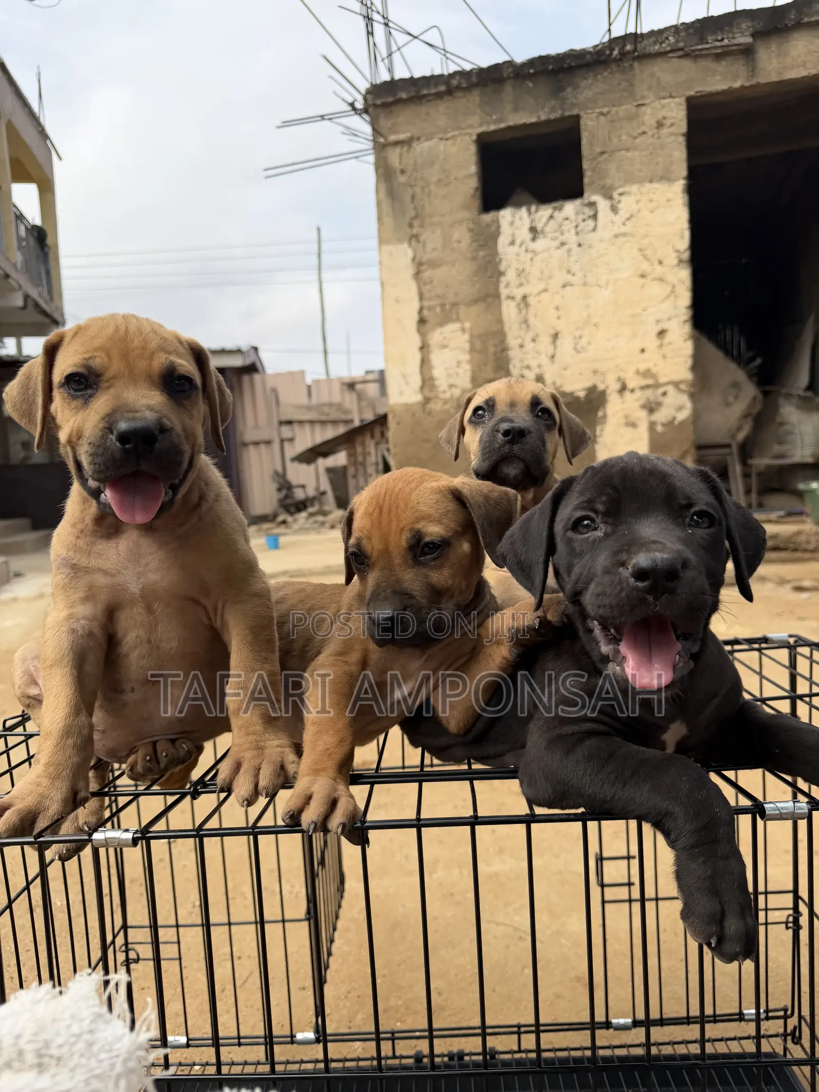 1-3 months Male Purebred Boerboel