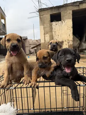 1-3 months Male Purebred Boerboel