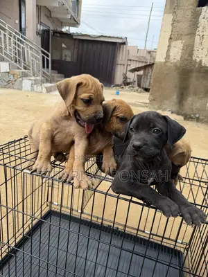1-3 months Male Purebred Boerboel