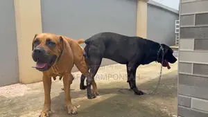 1-3 months Male Purebred Boerboel