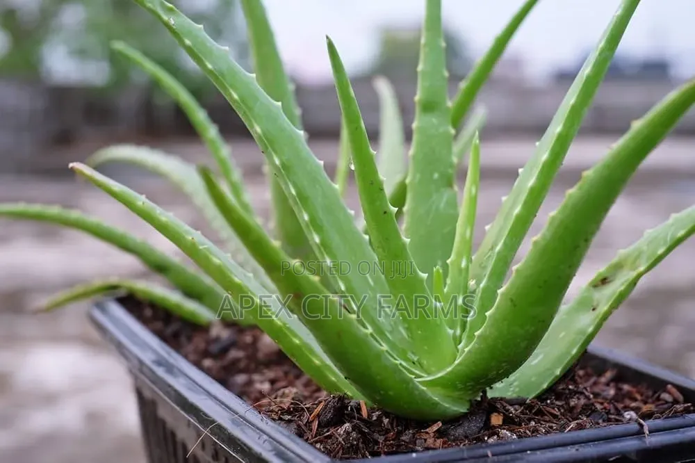 Aloe Vera Plant for Sale 5 Pieces