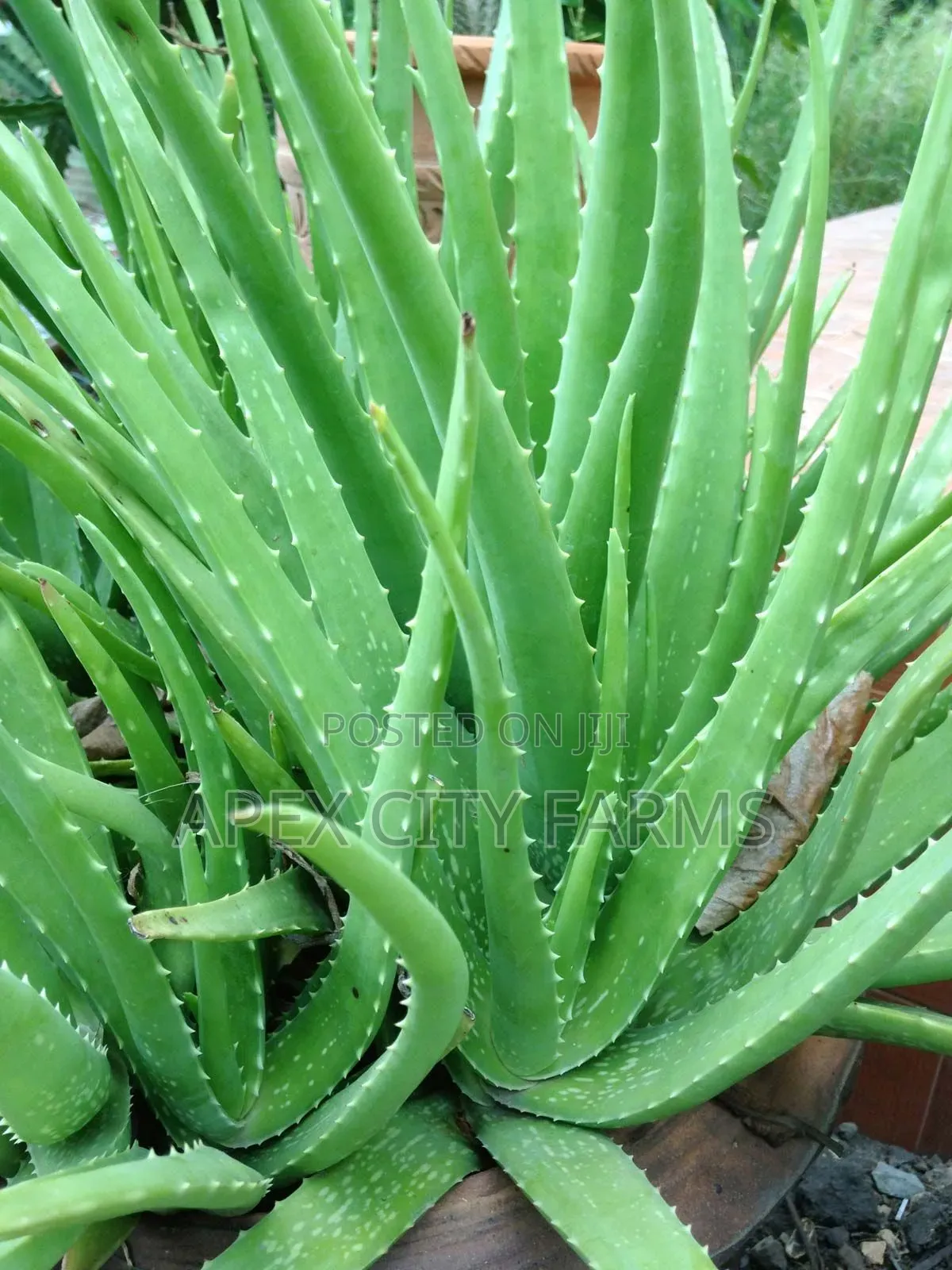 Aloe Vera Plant for Sale 5 Pieces