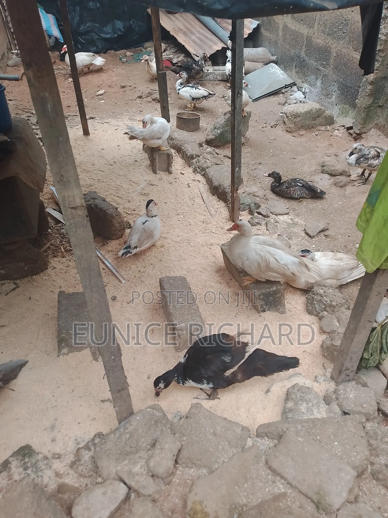 Muscovy Matured Ducks for Sale
