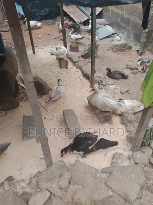 Muscovy Matured Ducks for Sale