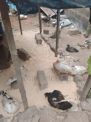 Muscovy Matured Ducks for Sale