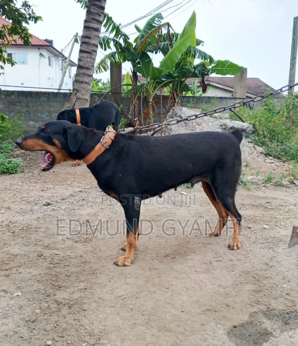 1+ year Female Purebred Doberman Pinscher