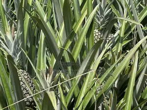 Fresh Raw Pineapple