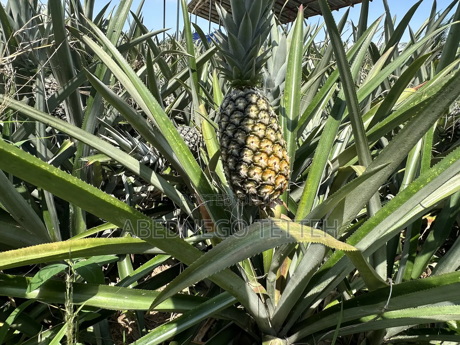 Fresh Raw Pineapple