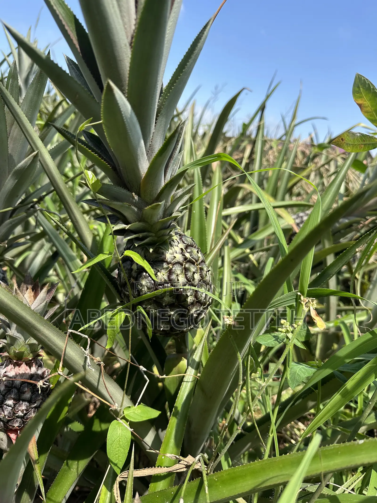 Fresh Raw Pineapple