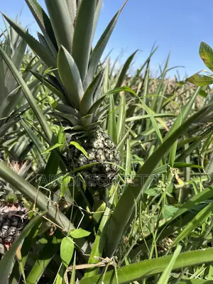 Fresh Raw Pineapple