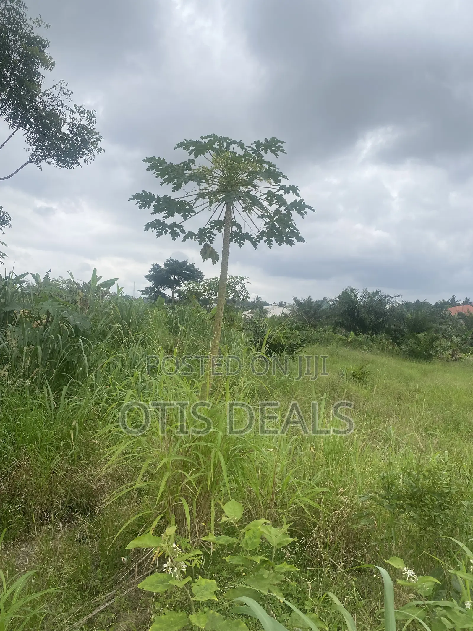 Two Plot of Land for Sale
