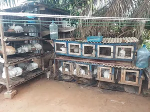Robust Breeding Rabbit