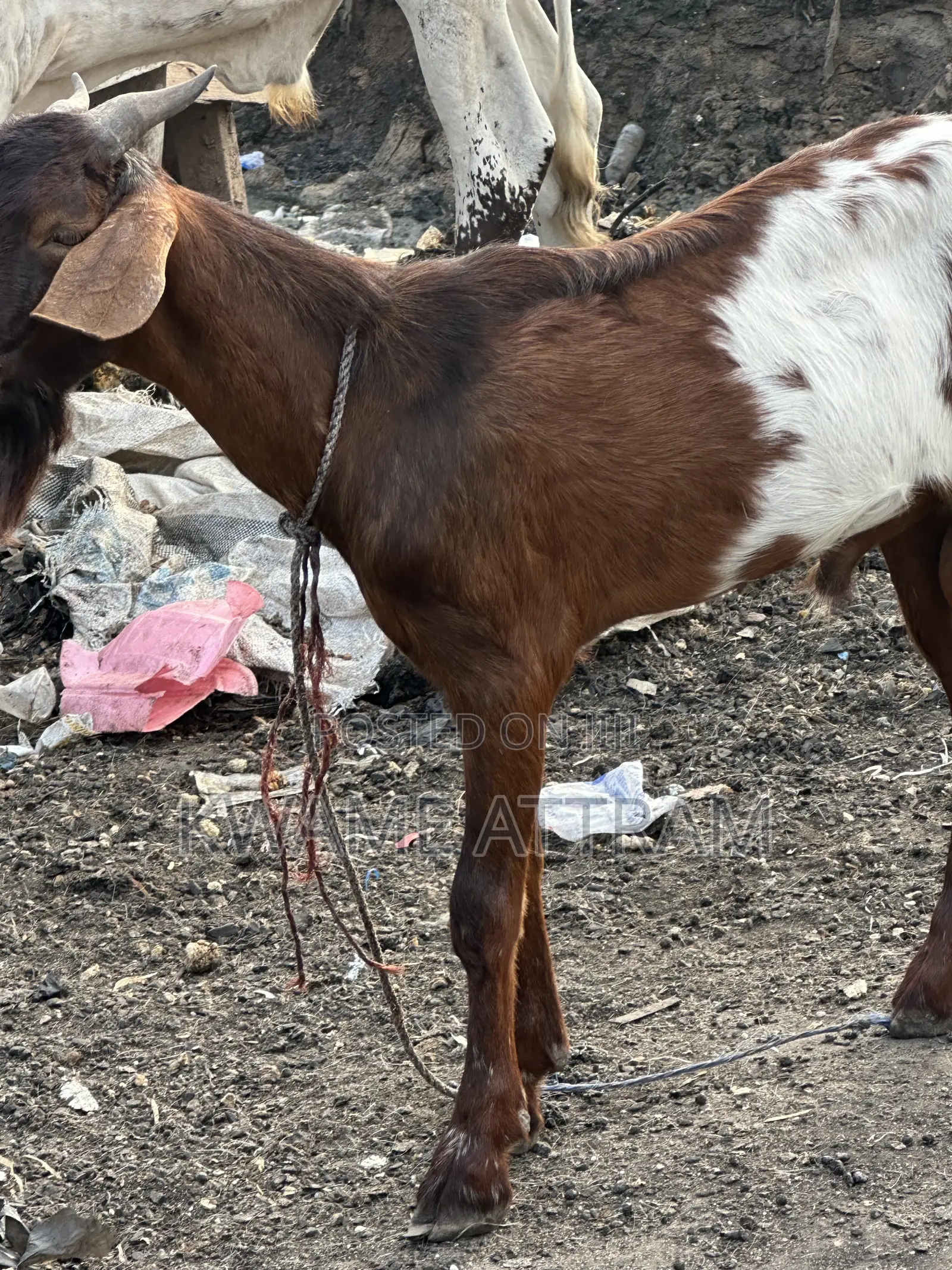 Livestock Goat Cow and Sheep