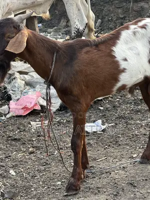 Livestock Goat Cow and Sheep