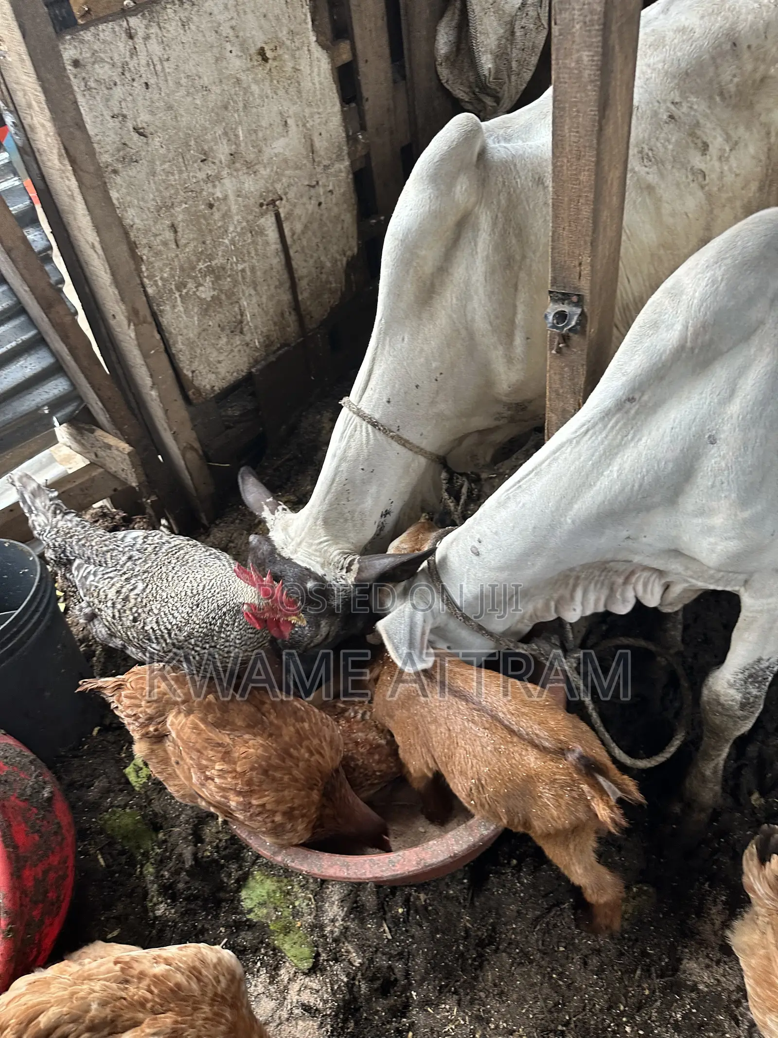 Livestock Goat Cow and Sheep