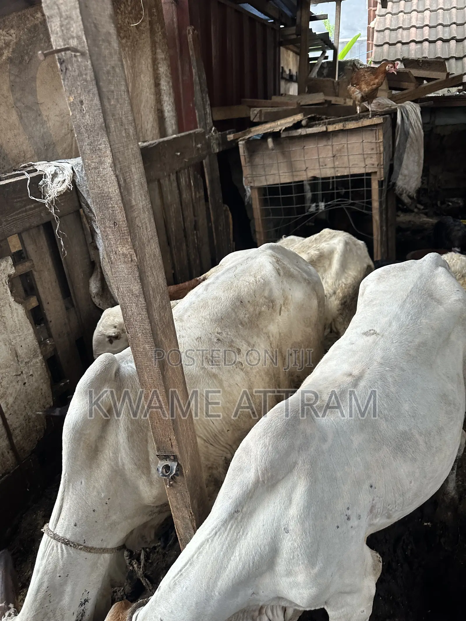 Livestock Goat Cow and Sheep