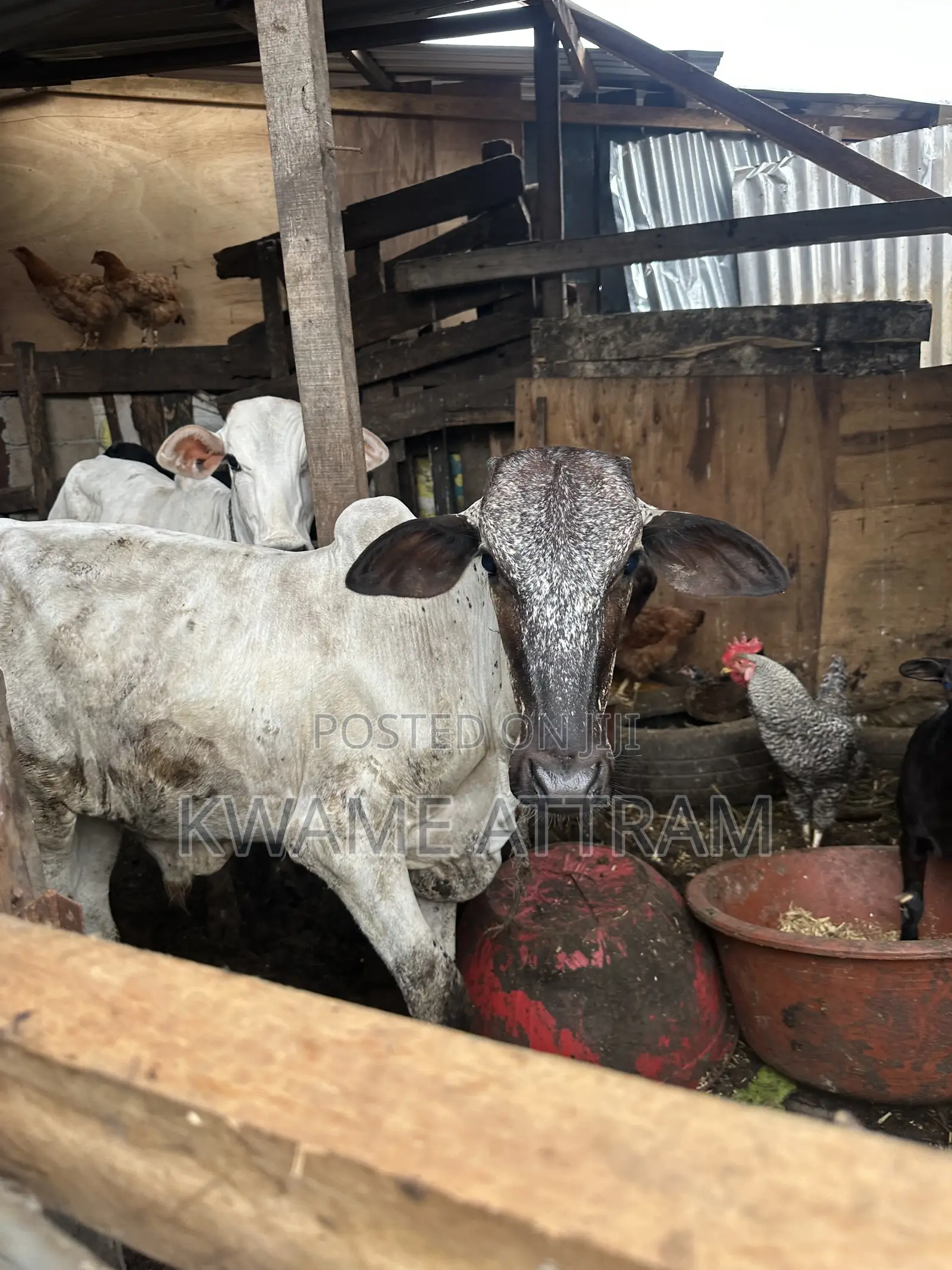 Livestock Goat Cow and Sheep