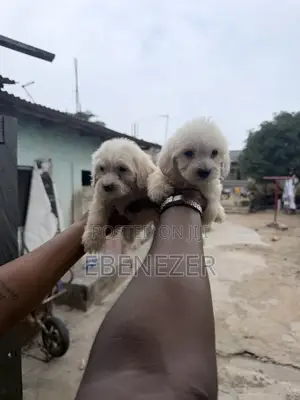 1-3 months Male Mixed Breed Poodle