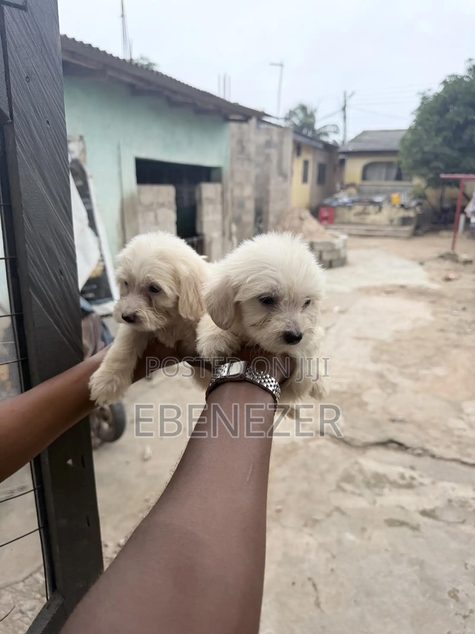 1-3 months Male Mixed Breed Poodle
