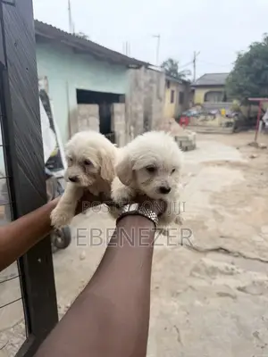 1-3 months Male Mixed Breed Poodle