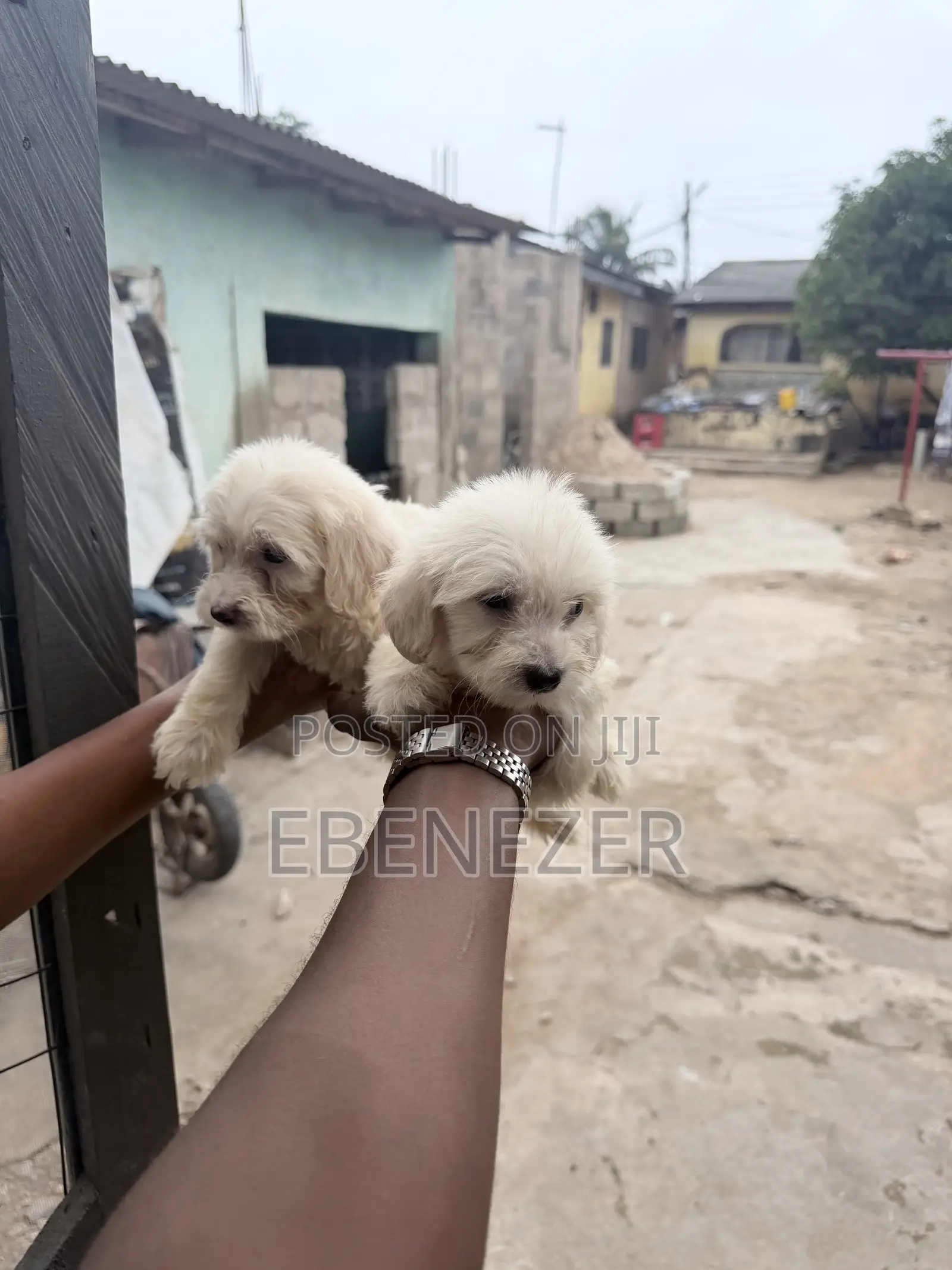 1-3 months Male Mixed Breed Poodle