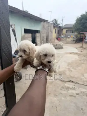 1-3 months Male Mixed Breed Poodle