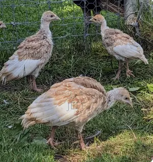 Turkey Birds