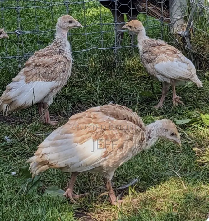 Turkey Birds