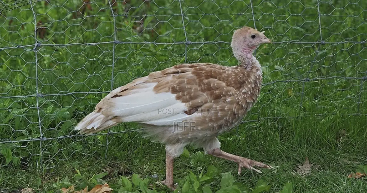 Turkey Birds