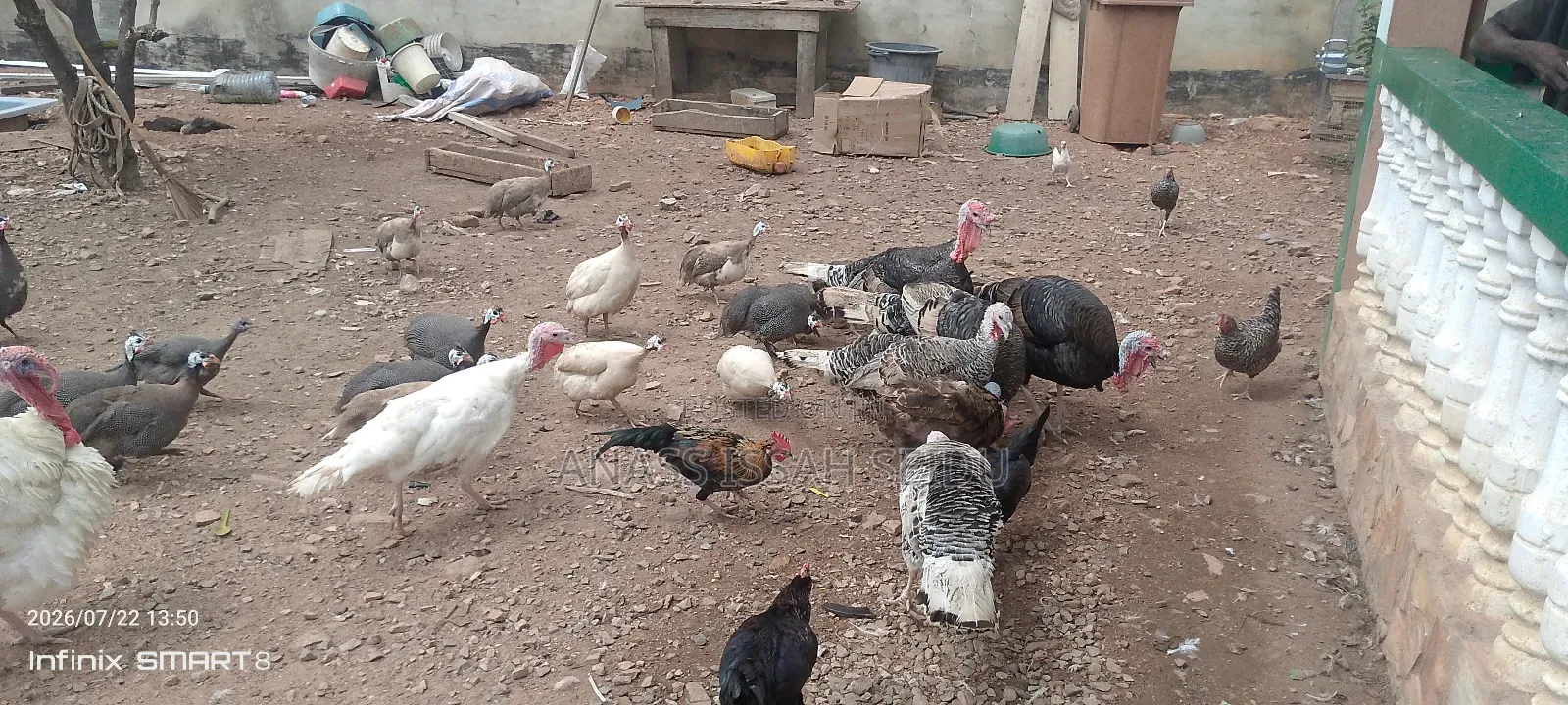 Turkeys for Sale