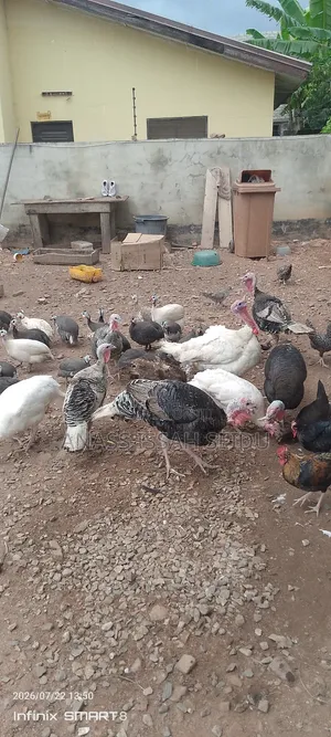Turkeys for Sale
