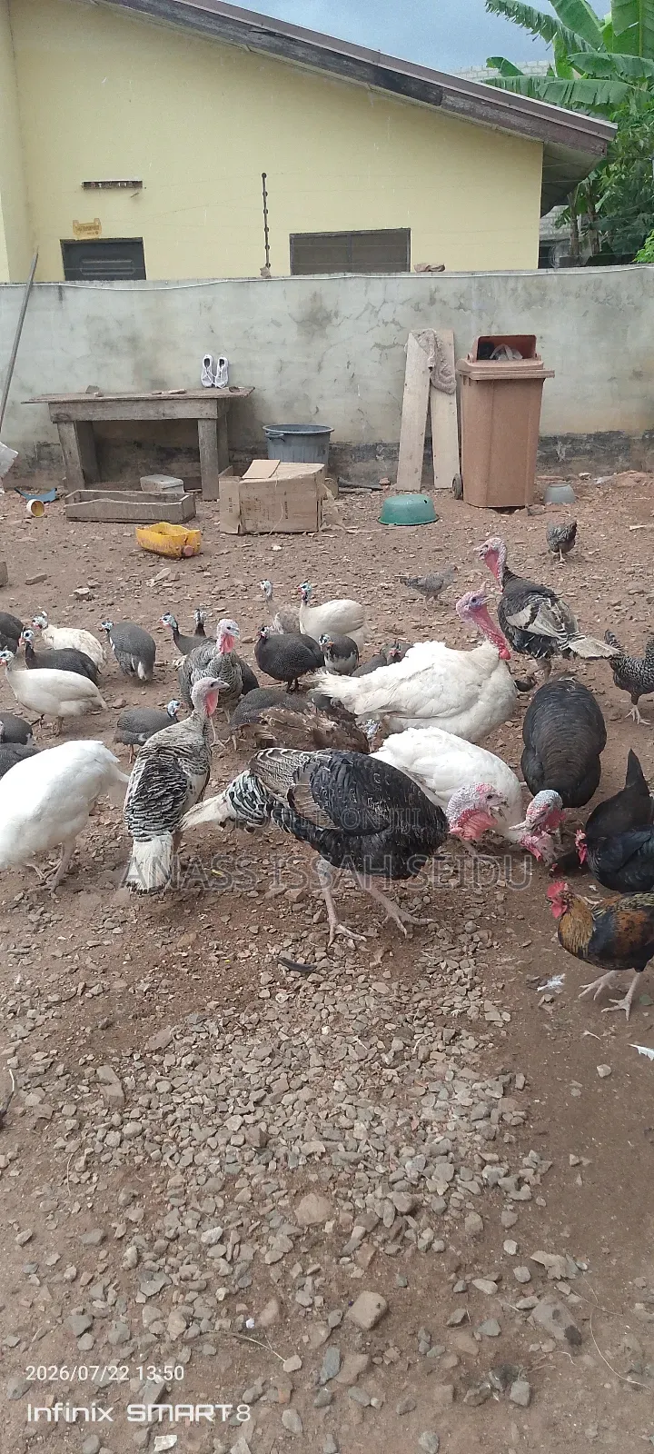 Turkeys for Sale